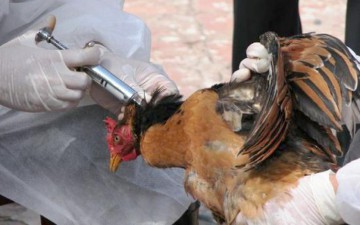 Suspiciune de gripă aviară la Constanţa. Localitatea Mihai Viteazu, pusă sub supraveghere